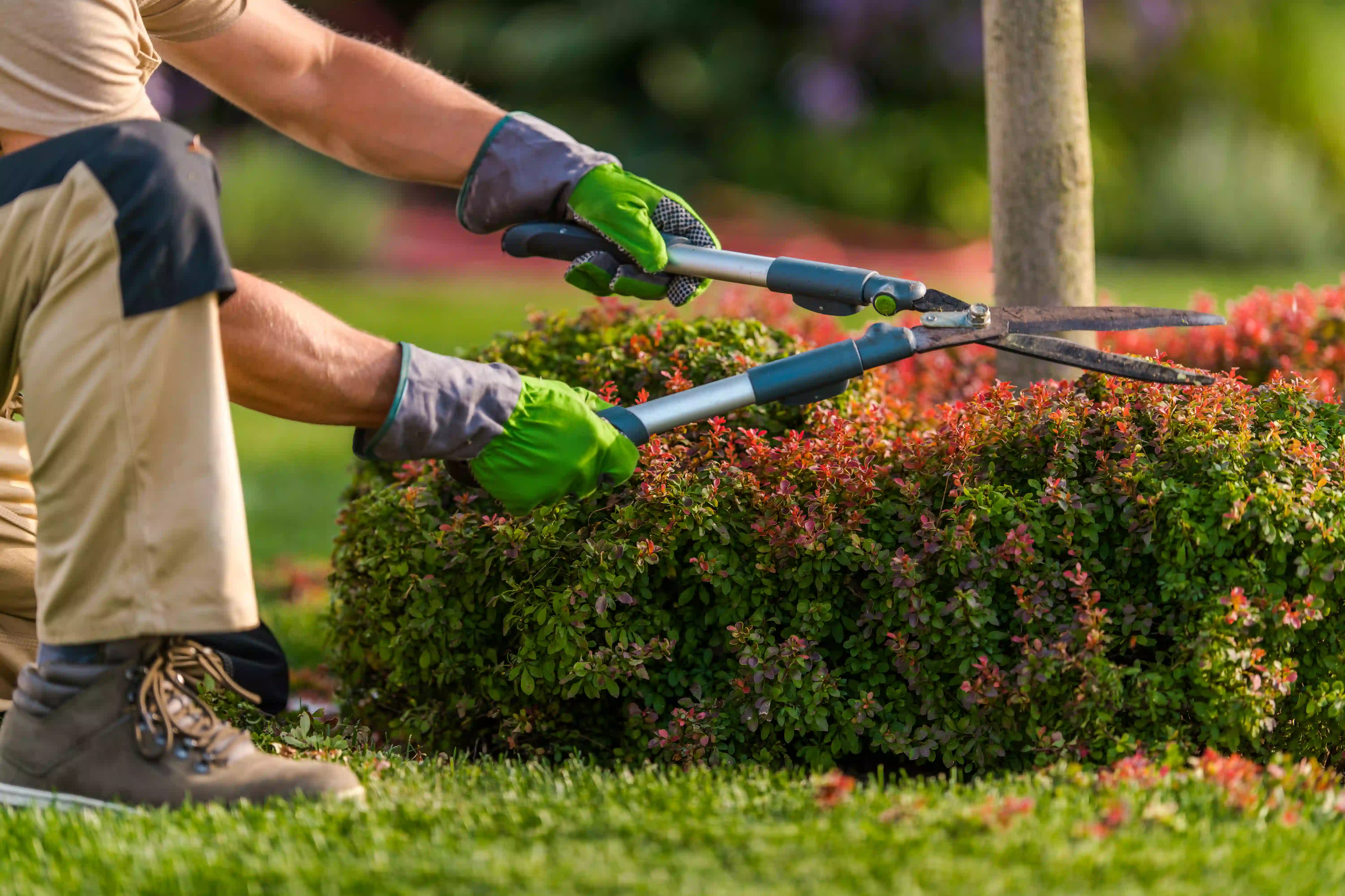 Professional Landscaping Maintenance in Houston, TX - Residential and Commercial Lawn Care