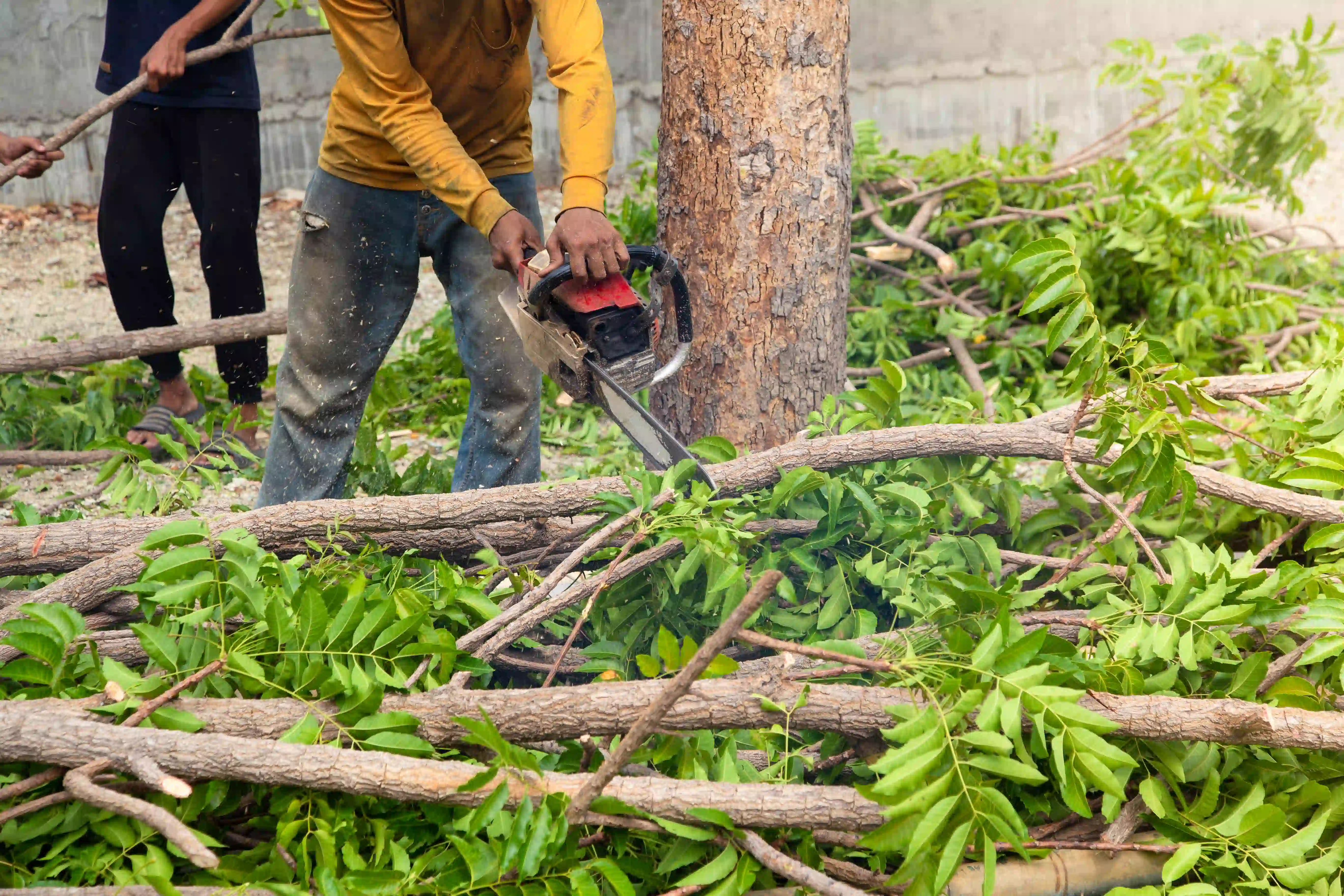 Professional Tree Removal and Trimming in Houston TX